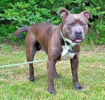 Photo of Bruno