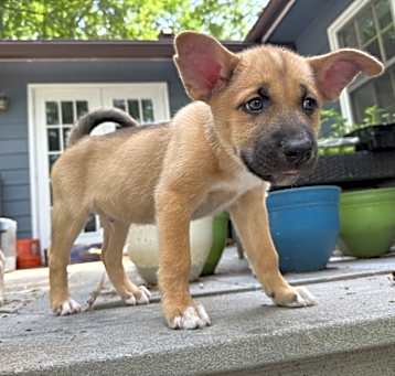 Photo of E-pup  Tread