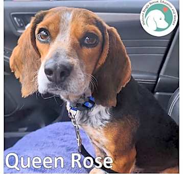 Photo of QUEEN ROSE
