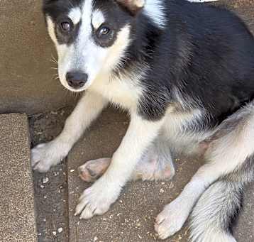 Photo of Luna