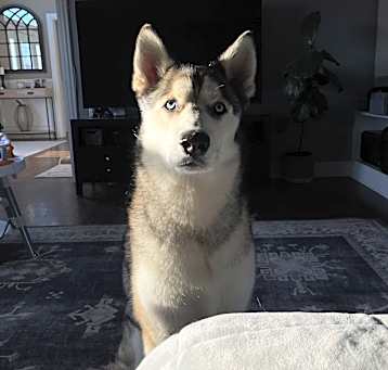 Photo of Dakota