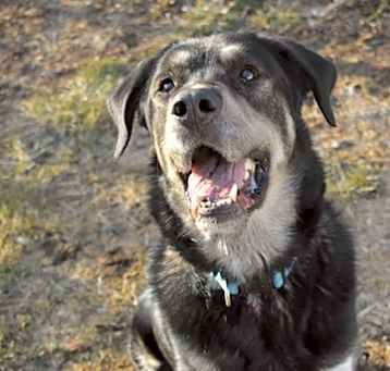 Photo of Floki~23/24-0140
