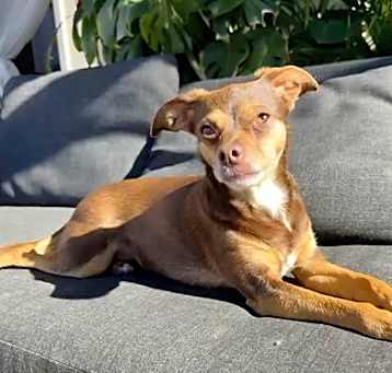 Photo of Canela
