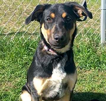 Photo of Calliope