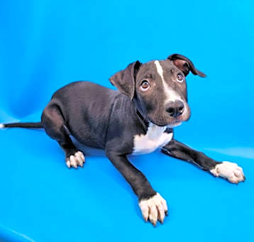 Photo of Blaze