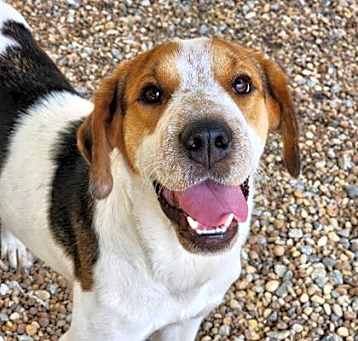 Photo of Bluebell