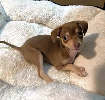 Photo of Tato
