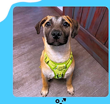 Photo of Simba