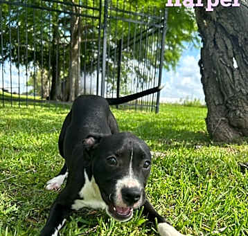 Photo of Harper