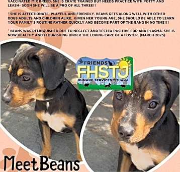 Photo of Beans