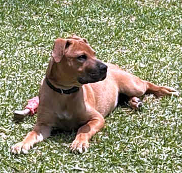 Photo of Copper