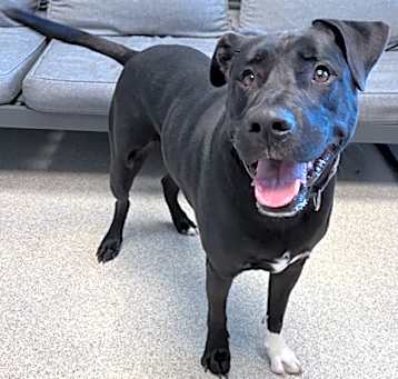 Photo of Goose