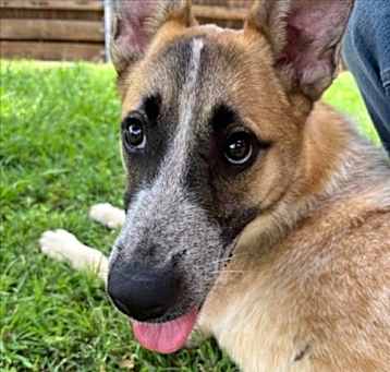 Photo of SADIE