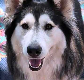 Photo of Sitka