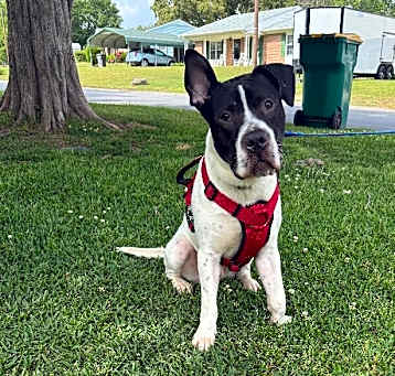 Photo of Prince (Ottis)