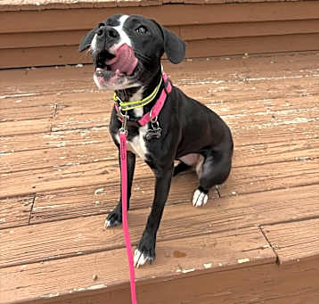 Photo of leia