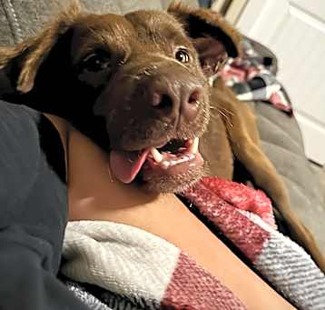 Photo of Brownie