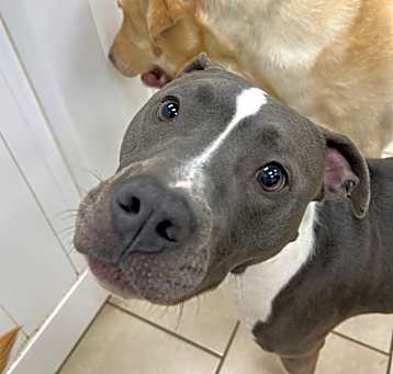 Photo of Goose