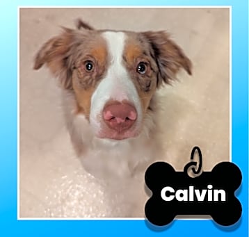 Photo of Calvin 