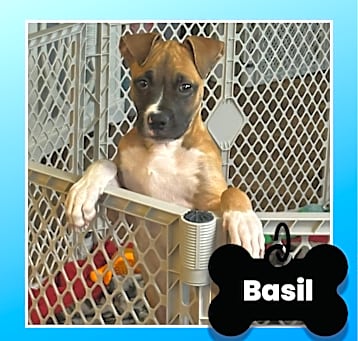 Photo of Basil