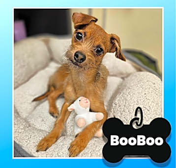 Photo of BooBoo