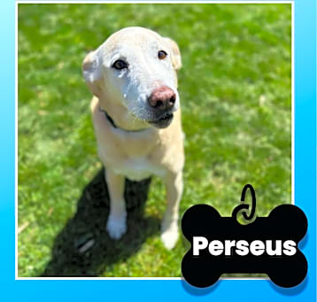 Photo of Perseus