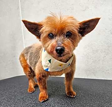 Photo of Pip