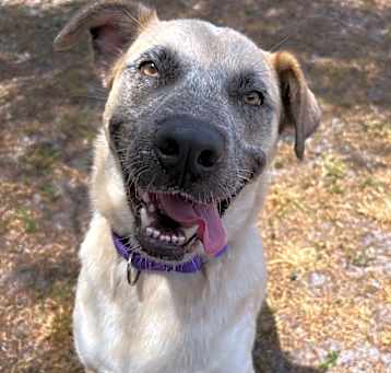 Photo of Nalla 