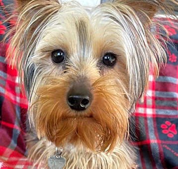 Photo of Baxter
