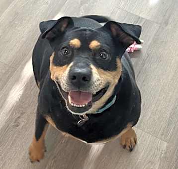 Photo of Hippo