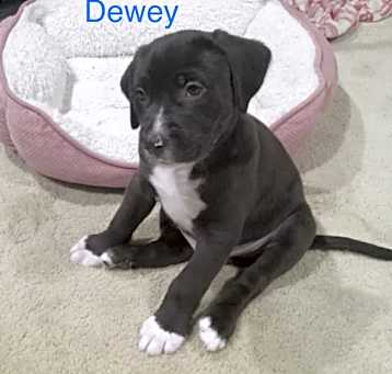 Photo of Dewey