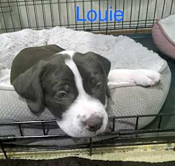 Photo of Louie