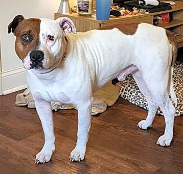 Photo of Canelo