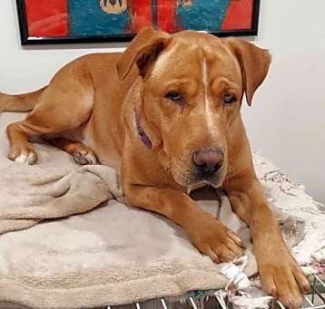 Photo of Marmaduke