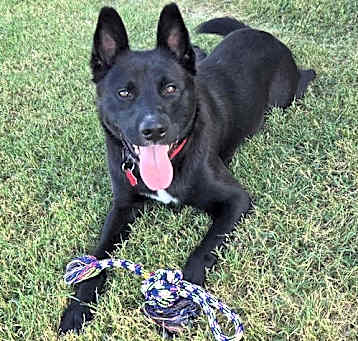 Photo of Dodge