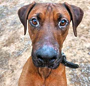 Photo of Choco