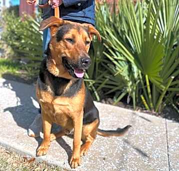 Photo of Buddy