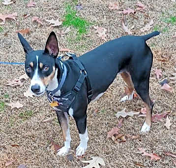 Photo of Roscoe