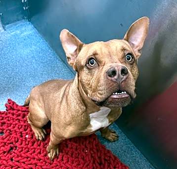 Photo of BRUTUS