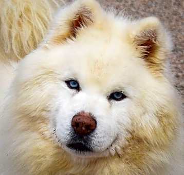 Photo of Koba