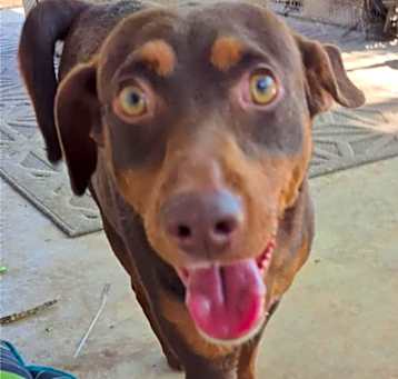Photo of Dobbie