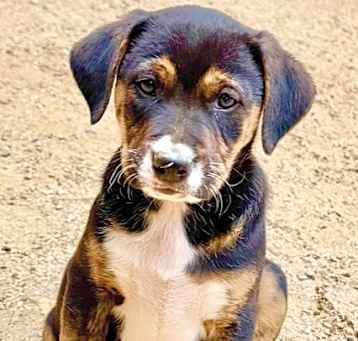 Photo of Minnie's Puppies