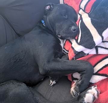 Photo of Tinkerbell