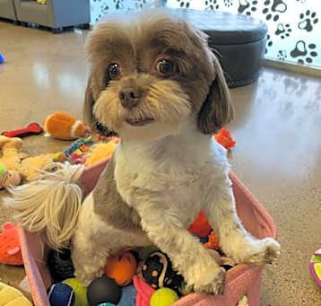 Photo of Cookie