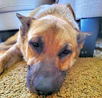 Photo of Ziva