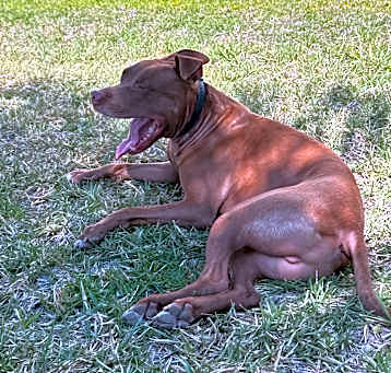 Photo of Caesar