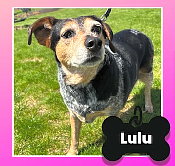 Photo of Lulu