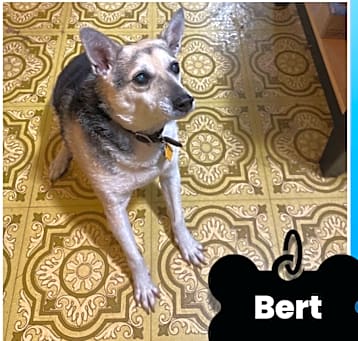 Photo of Bert