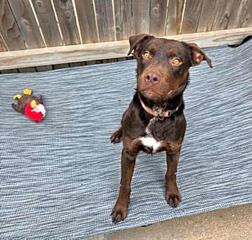 Photo of Goose