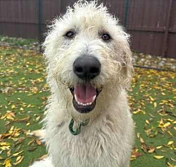 Photo of Daisy